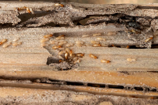 Best Wasp Removal Services  in Hidden Valley, IN